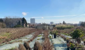AGRICULTURE URBAINE ET MOE POUR LA SADEV 94
